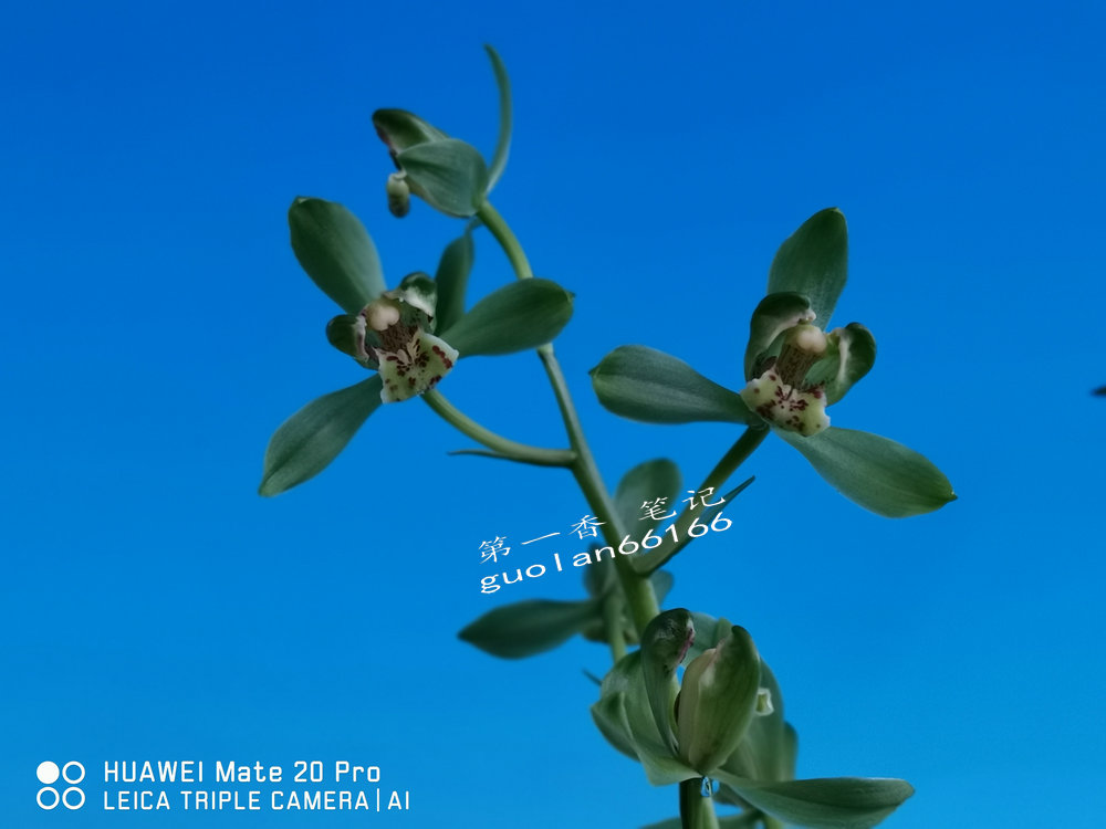 「花开欣赏」0335:送春绿如意的经典绽放