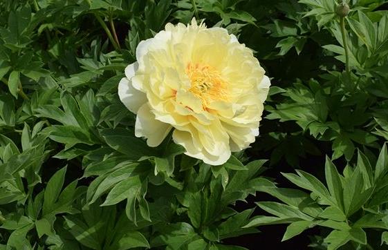 新手养花好闻不便宜,新手养花好看吗