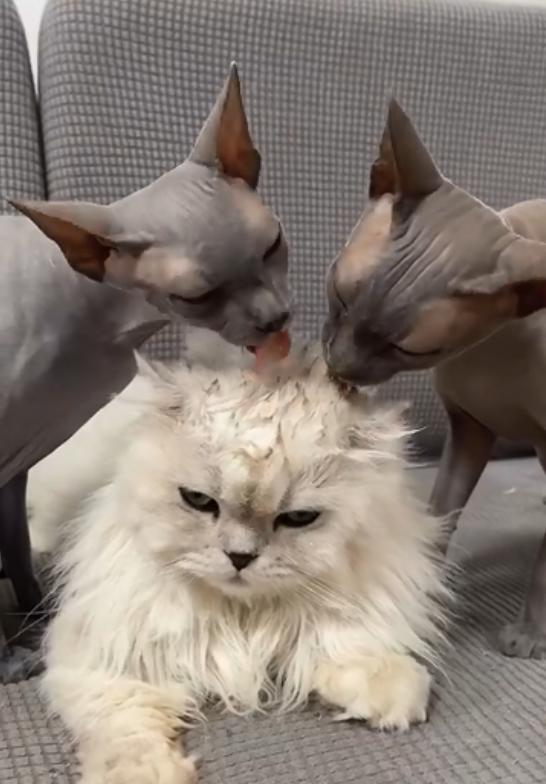 无毛猫咪沉浸式舔毛,无毛猫咪