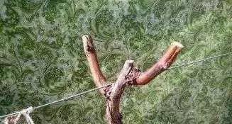 葡萄种植技术基本知识,葡萄种植技术视频培训