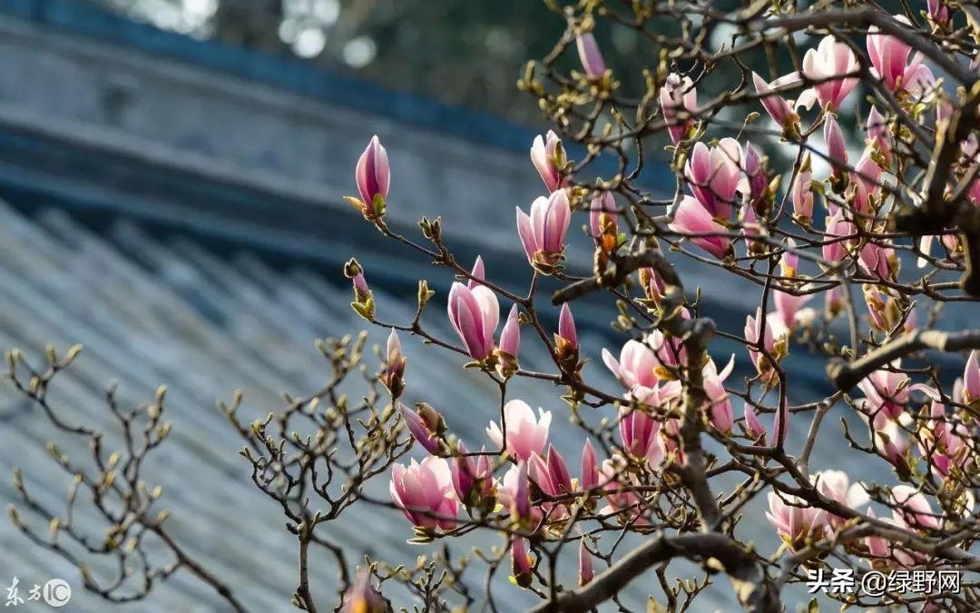 赏花好时节,赏花感言一句话