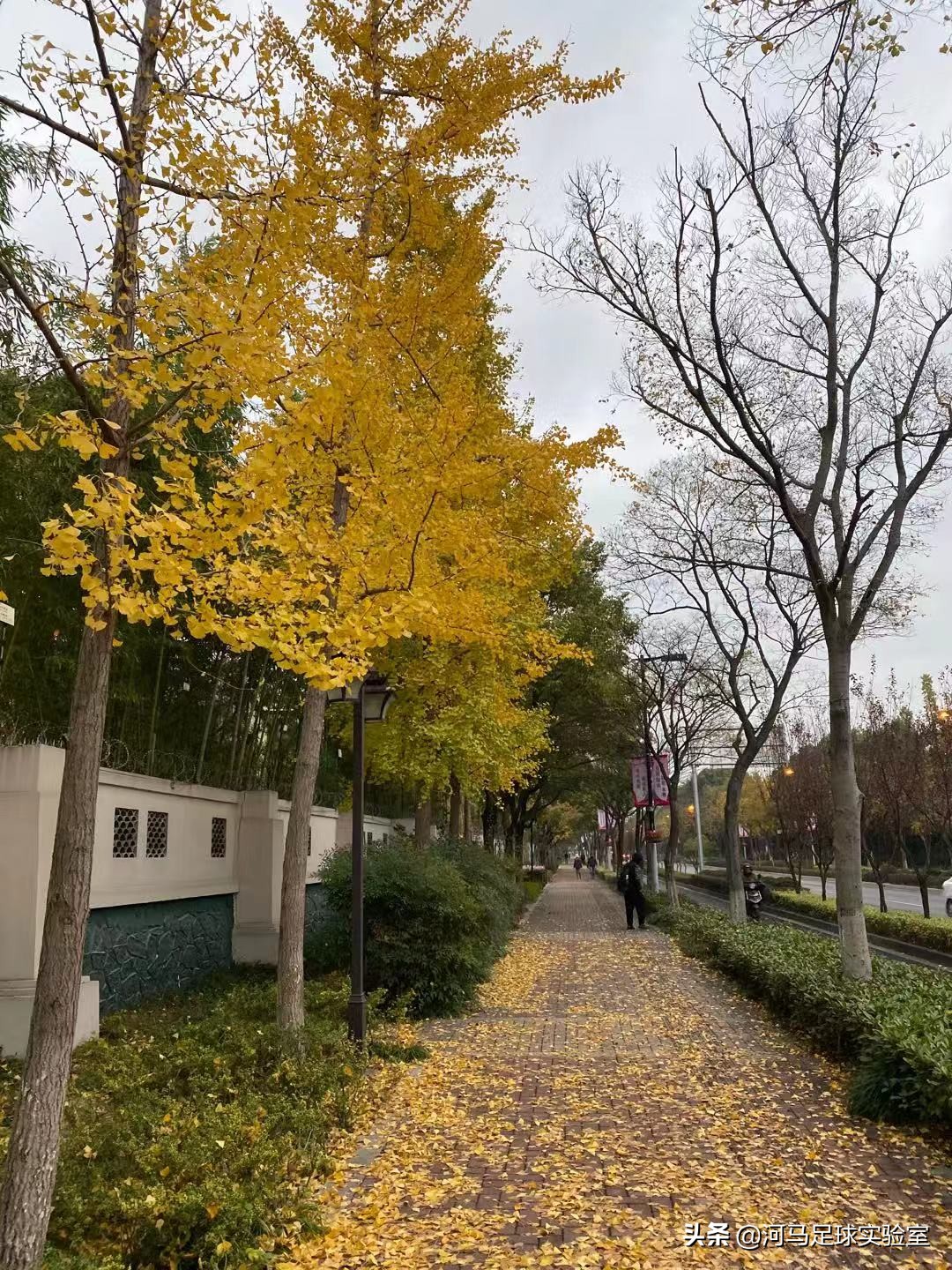 拳皇杂谈合集,拳皇爽卡杯完整视频