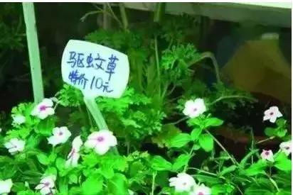 别用蚊香教你一个新方法,夏天怎样用蚊香驱蚊最有效