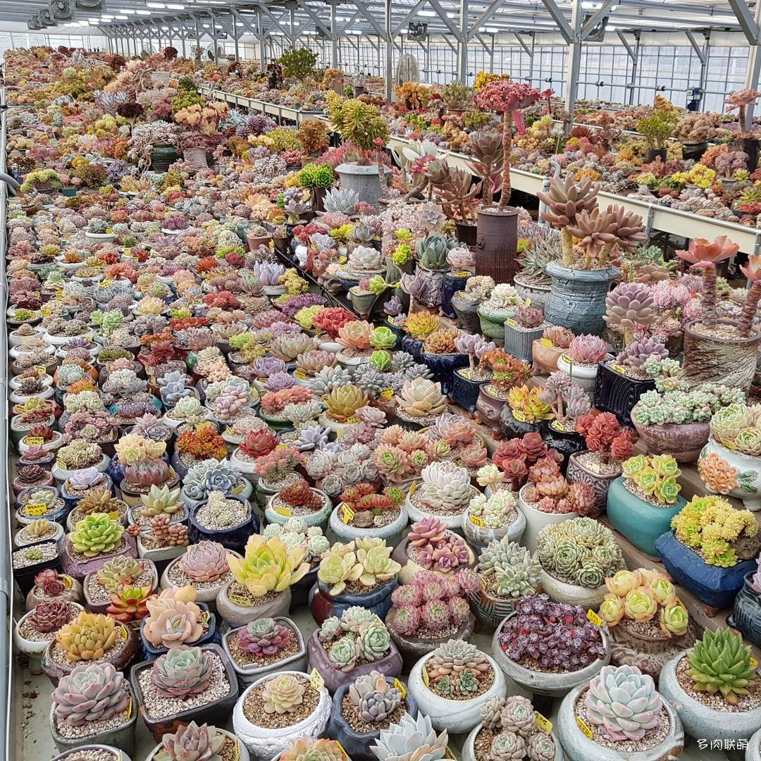韩国大棚多肉,肉叔带你走遍韩国多肉大棚