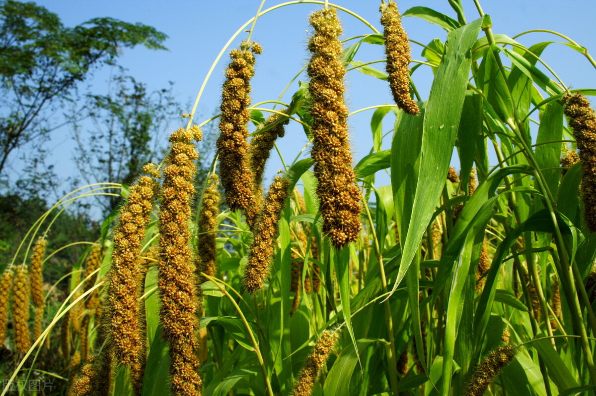 山西长治沁州黄小米,沁州黄小米和普通小米的区别