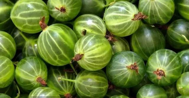 东北独一无二的水果,原生态水果原汁原味的家乡味道