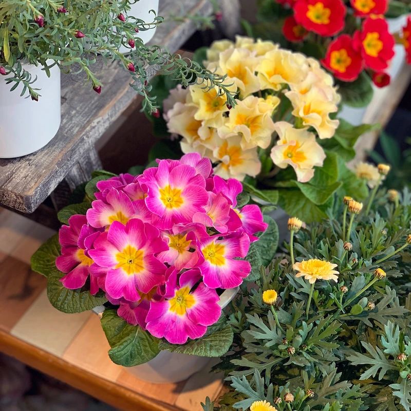 6种花开花时间,六种短命花