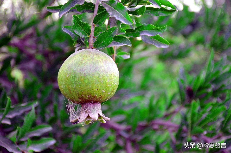 有关石榴的诗词,石榴树诗词