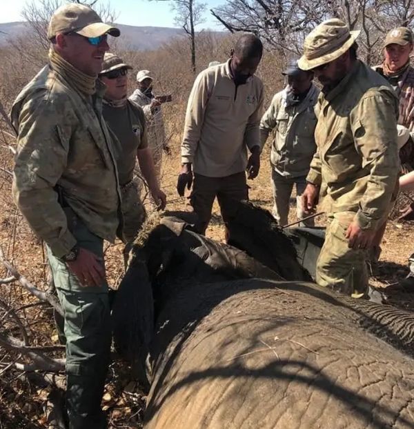 大象被铁丝勒住解救,大象被救援队拉起来了