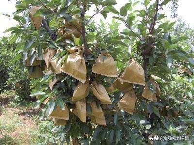 水果套袋哪种最好,葡萄果袋套袋方法