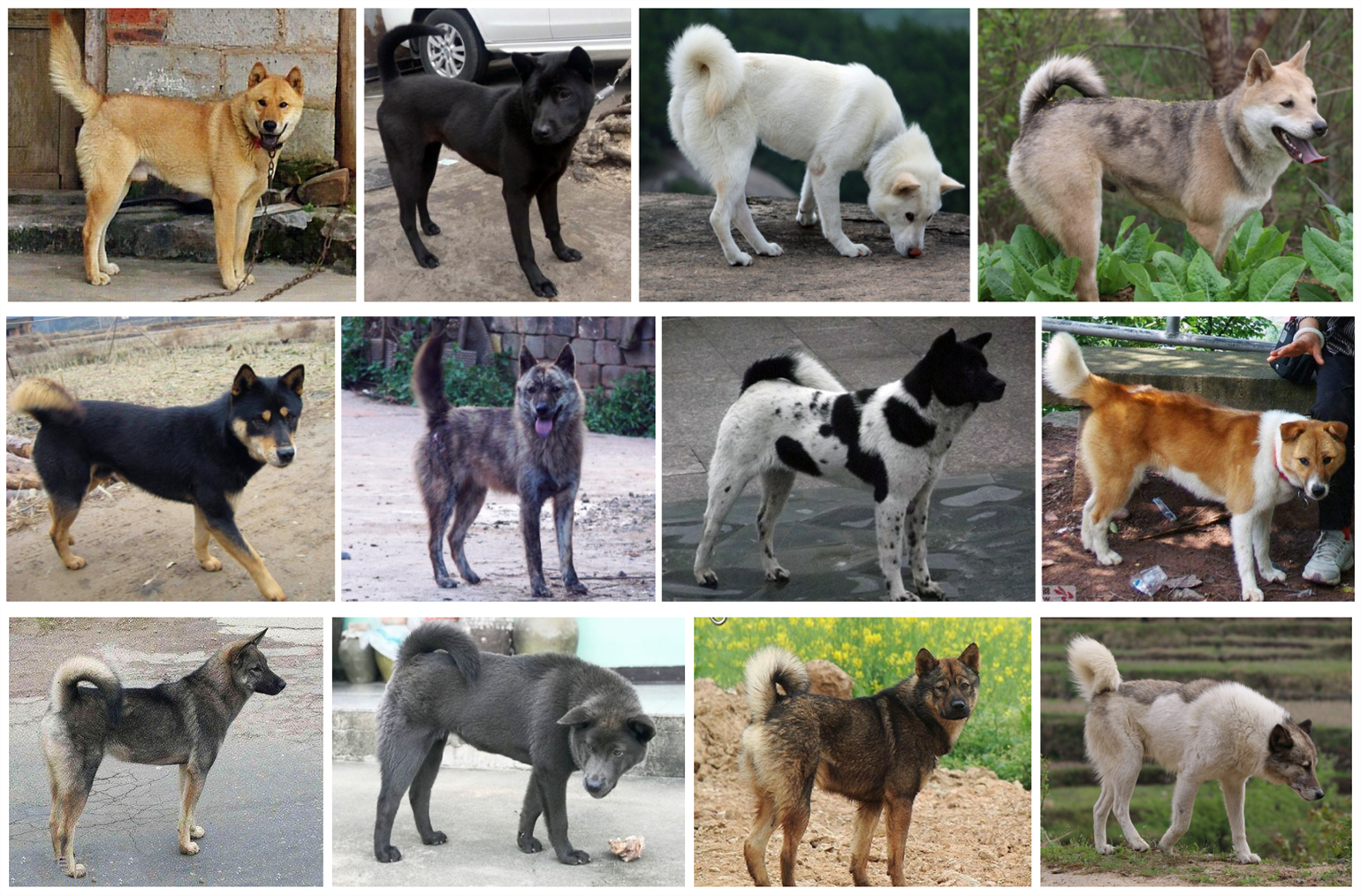 中华田园犬与古代田园犬,中华田园犬常识大全