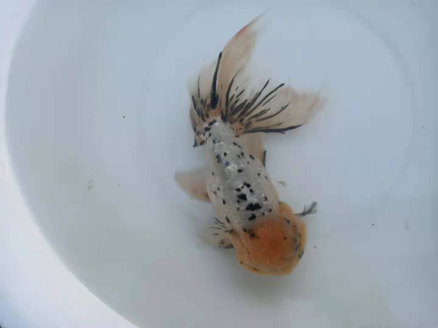 春季几种常见鱼病防治方法,养鱼经常下点什么药能预防鱼病