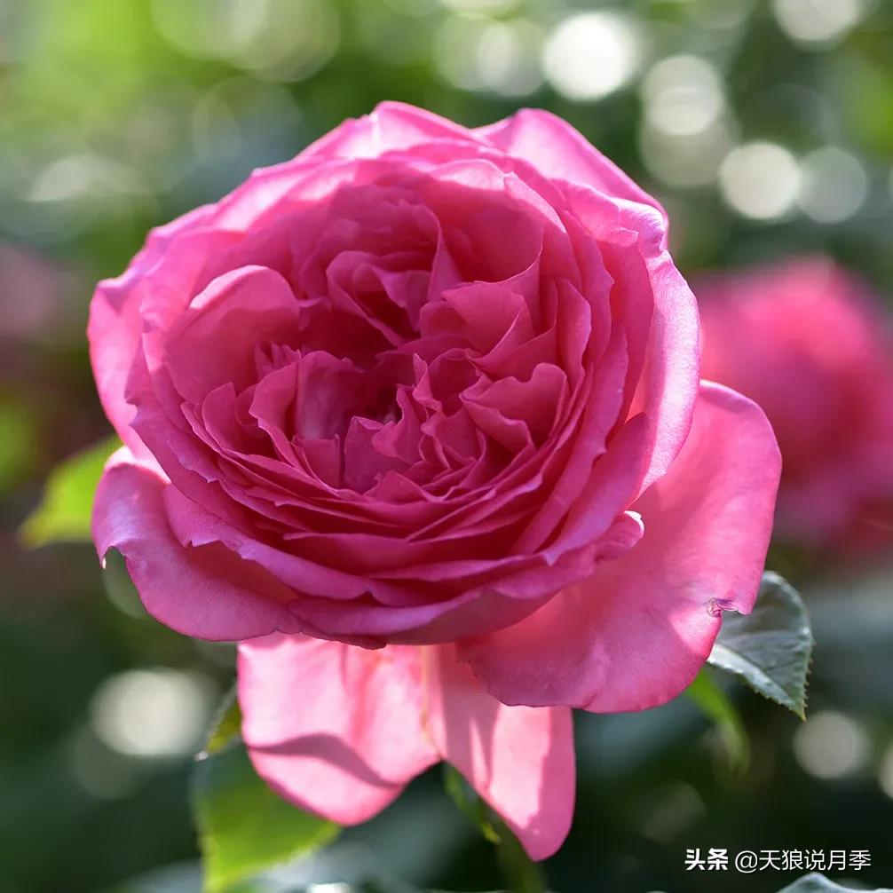 六款香水,6款香水