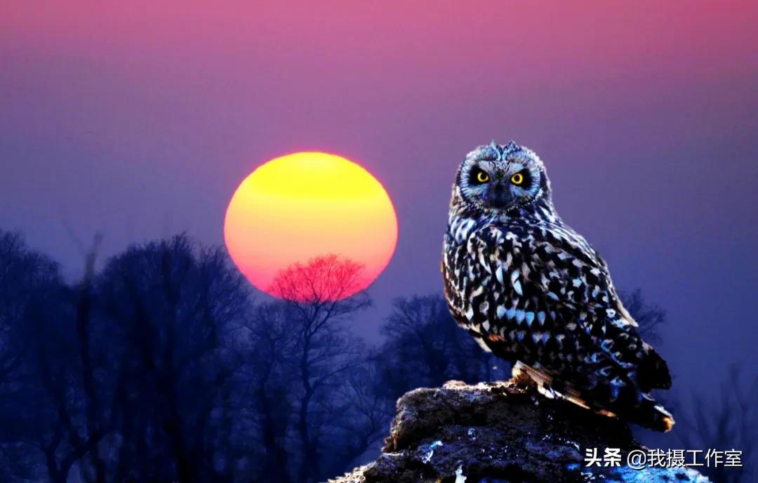 第16届国际摄影艺术展获奖作品,第29届全国摄影艺术展览作品集