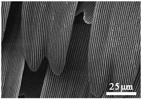 荷叶为什么出淤泥而不染读后感,荷叶出淤泥而不染濯清涟而不妖