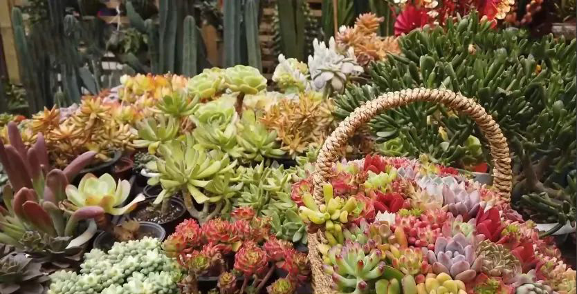 农村小伙养巴哥犬一年赚10万,小伙开宠物乐园年赚1800万