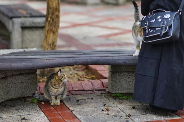 土耳其航班免费一日游,土耳其航空免费一日游