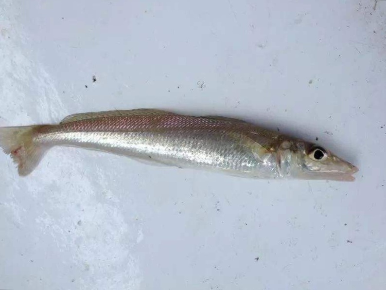 海边钓鱼技巧和方法,感受不到钓鱼的乐趣怎么办