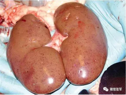 2019版《猪病学》“非洲猪瘟”篇（全文翻译，值得收藏）