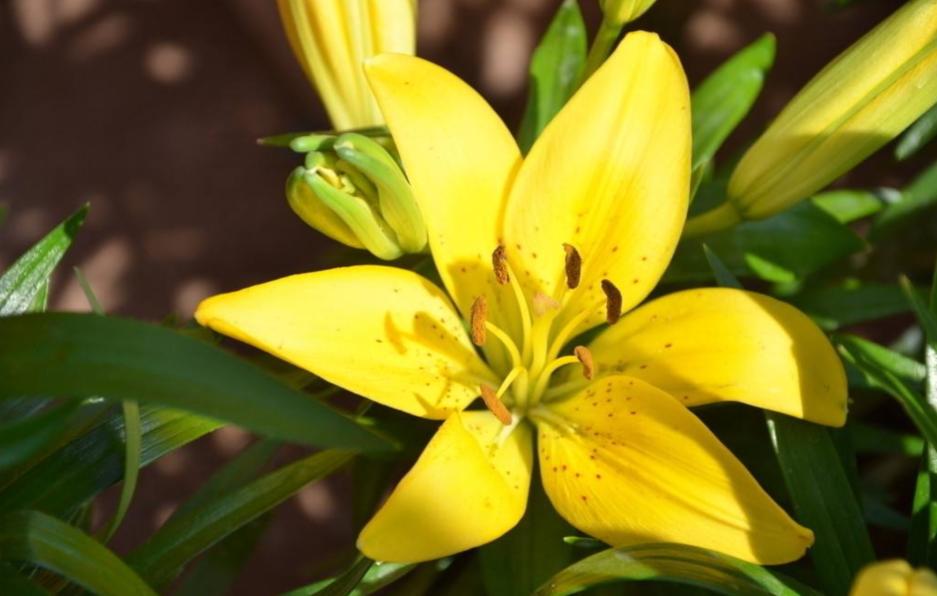 盆栽百合冬天可以挖出来埋地里吗,已经发芽的百合冬天怎么过冬