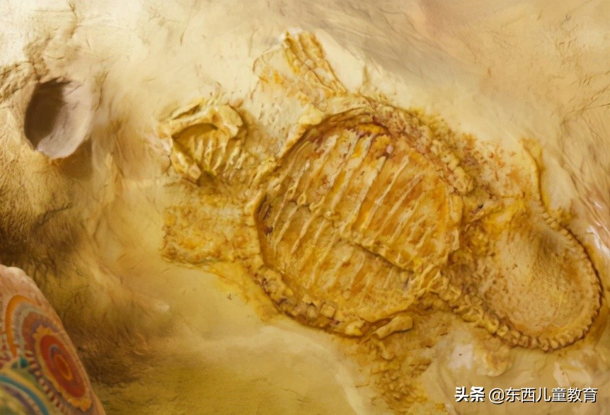 科学家发现喜欢恐龙的娃更聪明,为什么痴迷恐龙的孩子更聪明