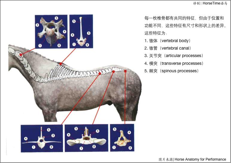 中轴骨和四轴骨,中轴脊柱