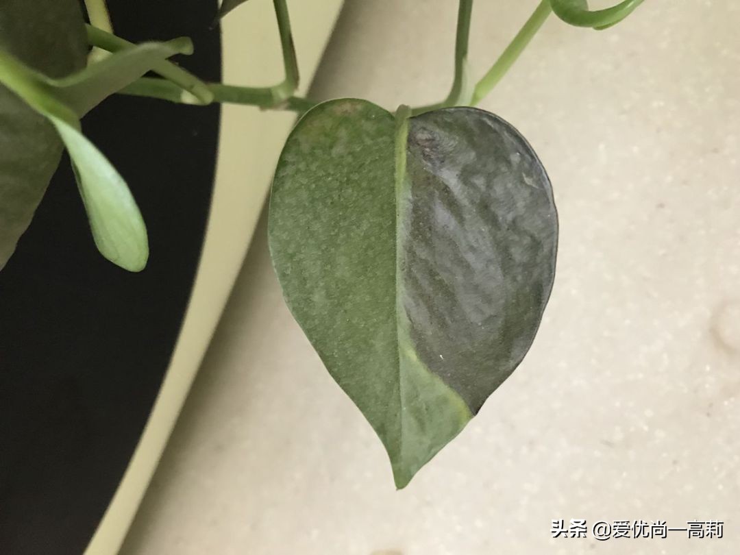 懒人必备小房间,懒人必备小宠物