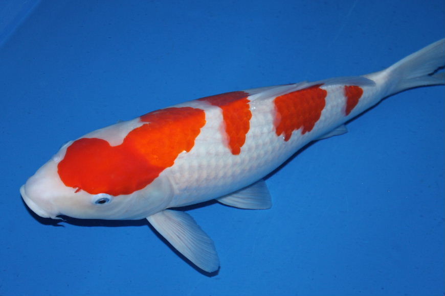 新手养锦鲤注意事项,新手养锦鲤如何防止鱼病