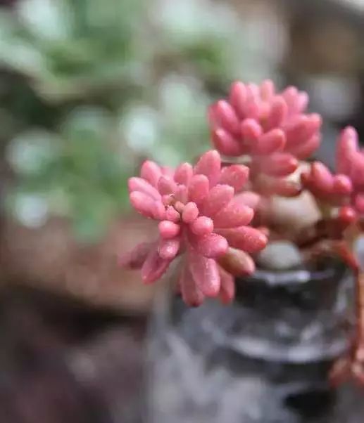 多肉早安图片大全,多肉大全100图