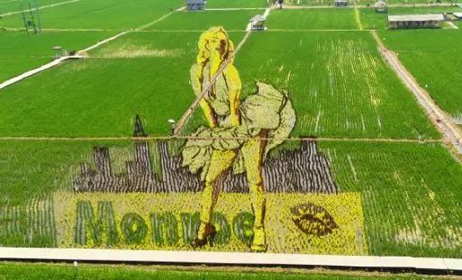 走向我们的小康生活非遗篇,走向我们的小康生活科普