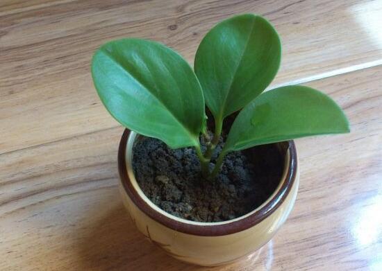 紫边碧玉和碧玉哪个好养,碧玉的养殖方法和注意事项