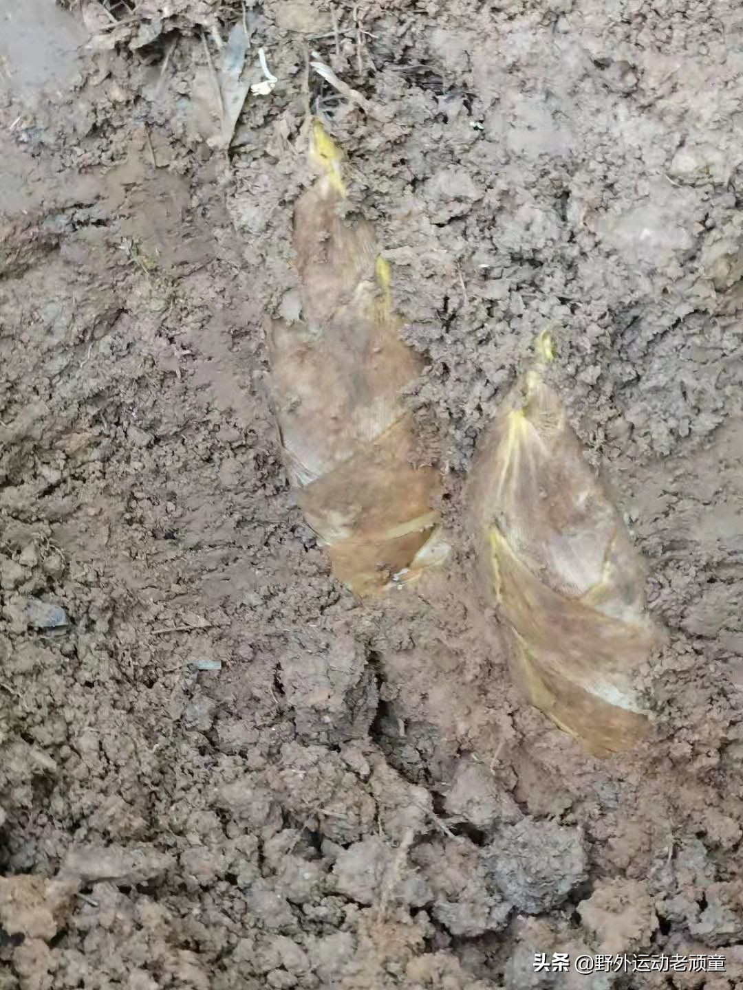 野生笋怎么做成绿色的笋干,毛笋如何制成毛笋干