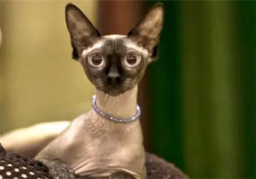 猫咪掉毛很烦恼给猫梳毛,哪些品种的猫咪不易掉毛又好看