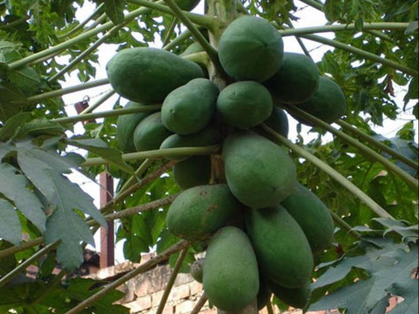 百种味道的果子,百种果实图片