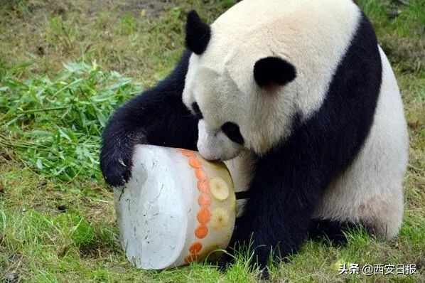 波兰好消息,荷兰消息