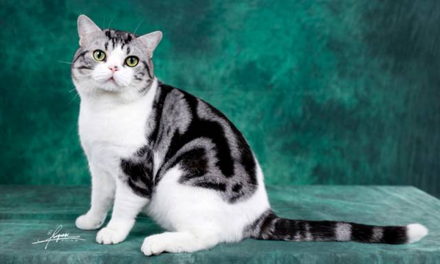 美短虎斑猫咪的品种,美国短毛猫虎斑价格