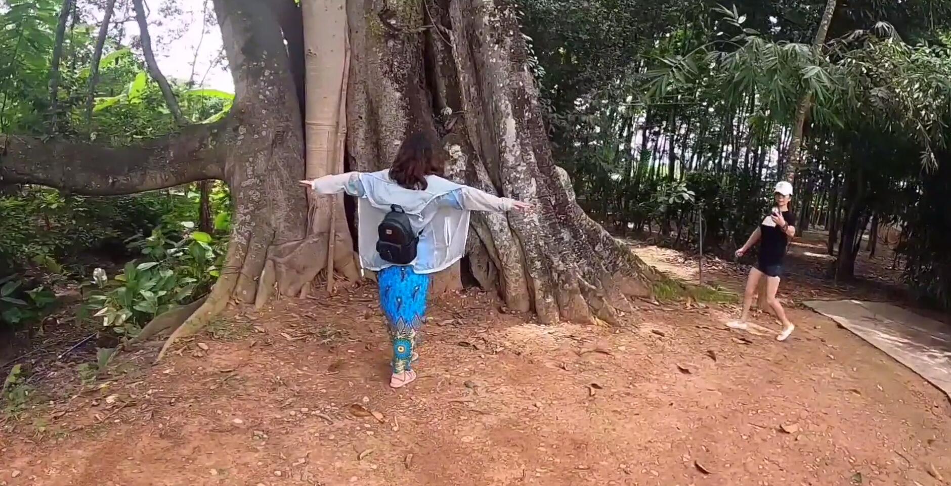 西双版纳热带雨林导游,西双版纳热带雨林谷导游