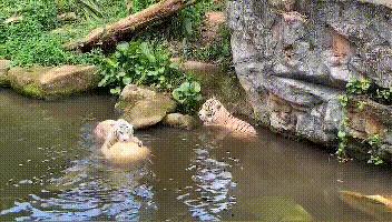 十一新加坡,十一游学新加坡