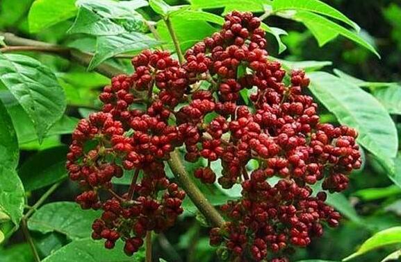 中药古今研究,中药吴茱萸的由来简介