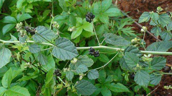 补骨脂配什么可以治疗尿频尿急,补骨脂用于遗尿的视频