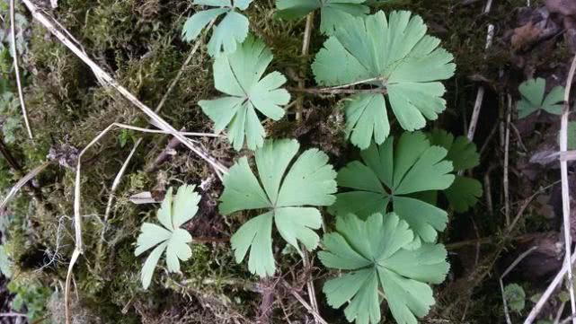 长相奇怪的一种草，它是毛茛科1500多种植物中独一无二的存在！