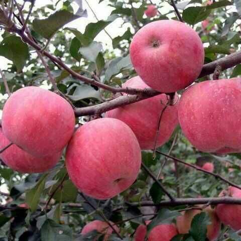 中国有哪些选育的新品种苹果,中国最新选育的富士系苹果品种