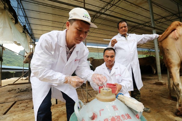 母牛的发情与配种