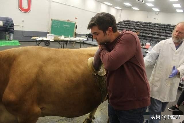 美国养牛为什么要在牛身上挖洞,美国人养牛在牛身上开洞是真的吗