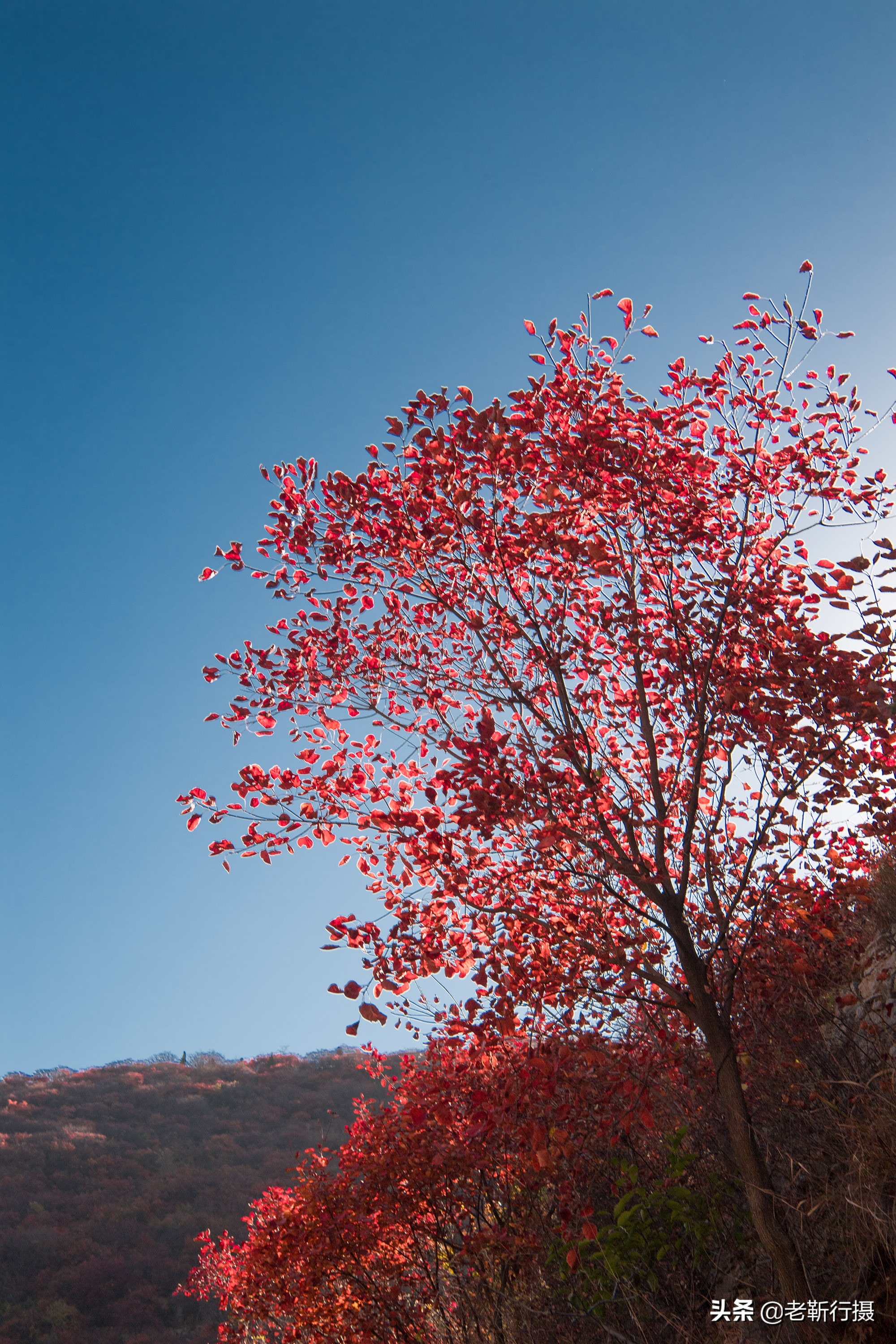 济南近郊赏红叶攻略无门票小众,济南红叶谷今年最佳观赏红叶时间