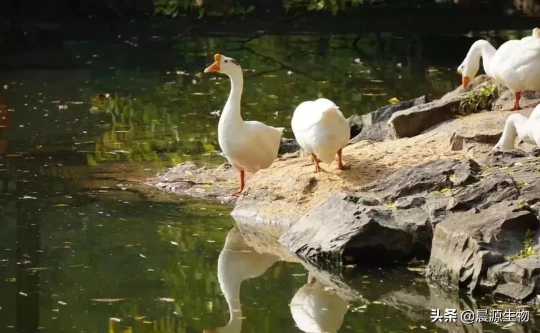 霉菌毒素对鸭的危害有哪些,霉菌毒素对家禽的危害及防控措施