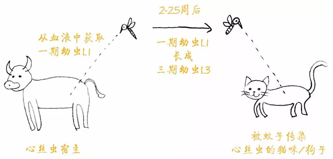 猫咪身上的寄生虫怎么处理,按时驱虫的猫咪还会有寄生虫吗