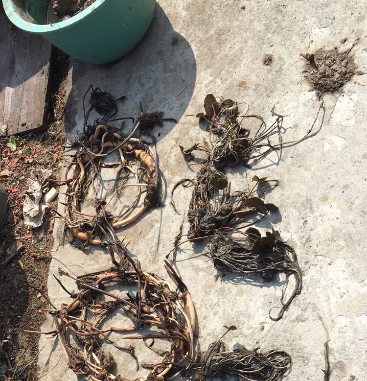 睡莲怎么养最好看,怎样养好睡莲黄叶子