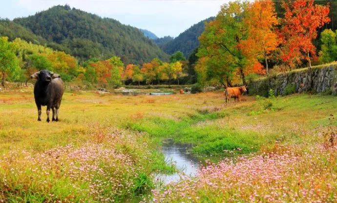 魂牵梦绕的地方是家乡完整版,魂牵梦绕的地方