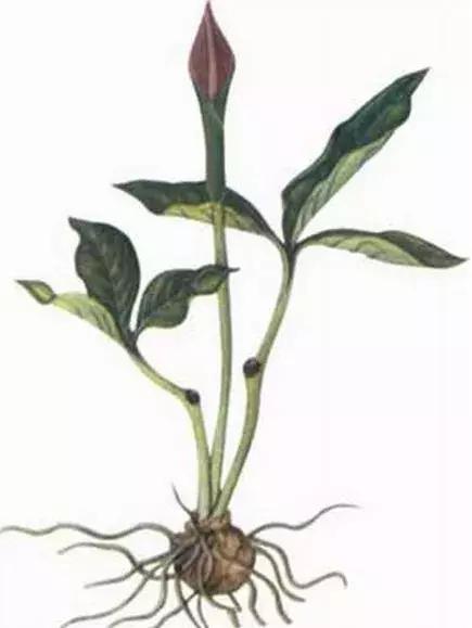 玉米地里很高的草,玉米和杂草对比图